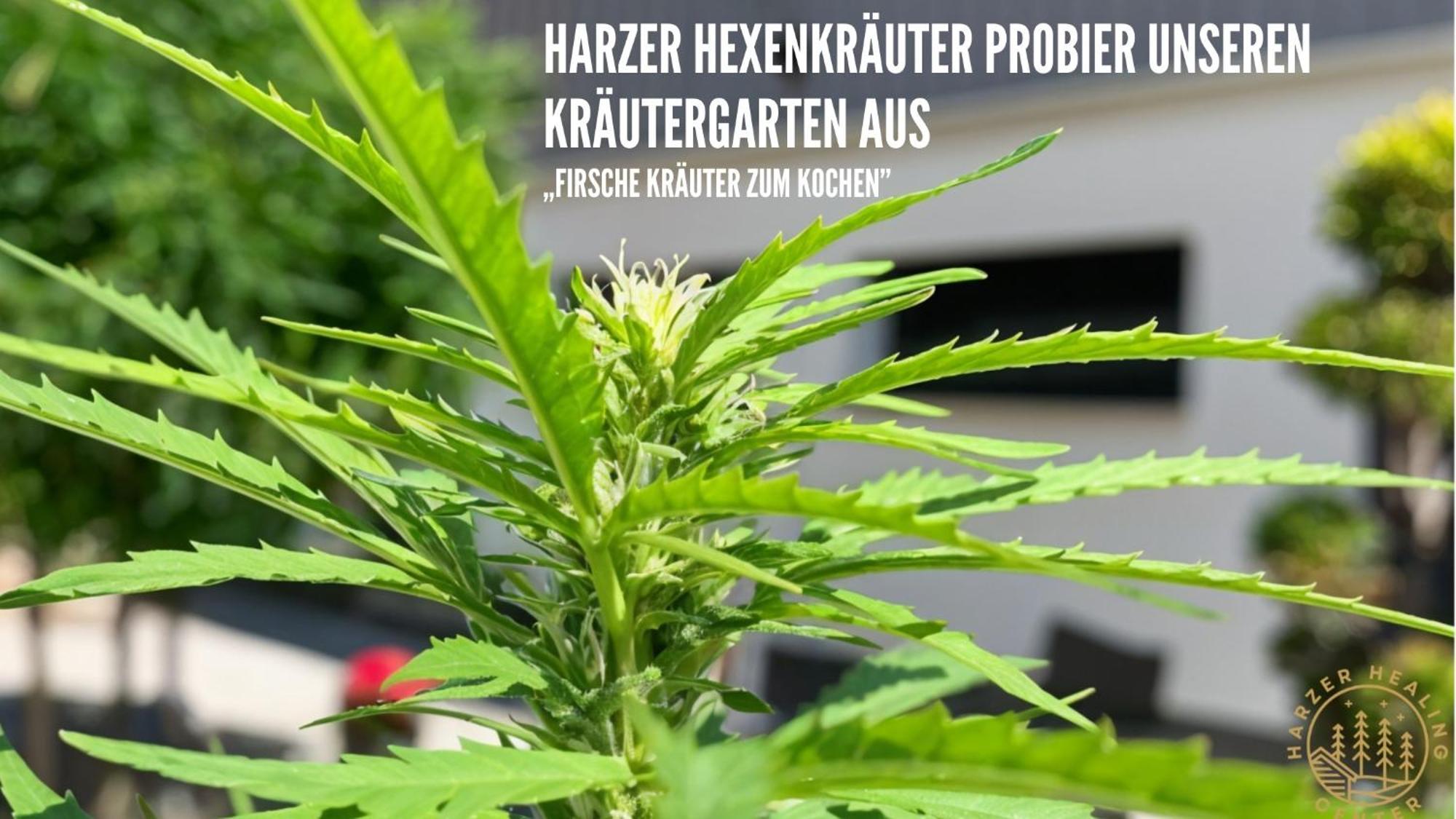 Appartamento Harzer Healing Center 2024 Romantische Landhauswohnung Mit Fussbodenheizung,xxl Kochinsel,xxl Regenduschen,modern,hochwertig,persoenlich,vollausgestattet Elbingerode (Saxony-Anhalt)